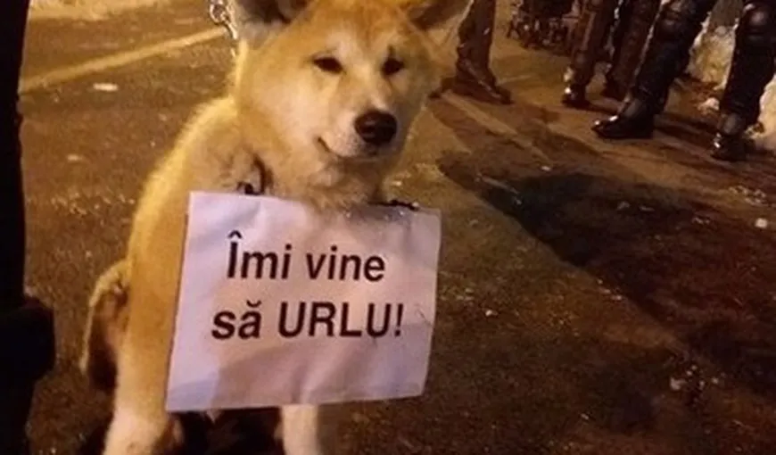 BBC: Cum au ajuns câinii un simbol al protestelor din România