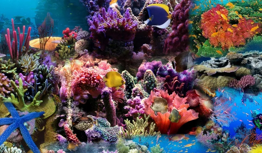 Cercetătorii anunţă un plan global de salvare a recifelor de corali, ce ar putea fi decimate până în 2050