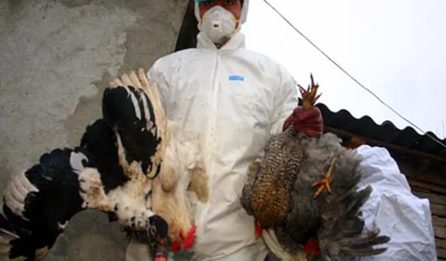 Alerta de gripă aviară a ajuns la Constanţa. Păsări din două gospodării, moarte în condiţii suspecte