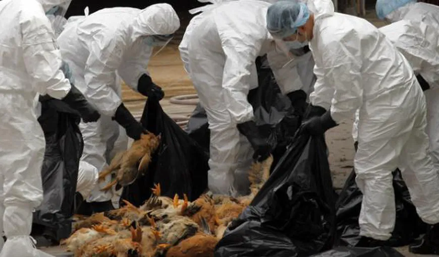 Suspiciuni de gripă aviară în judeţul Constanţa. Numărul cazurilor confirmate se apropie de 50