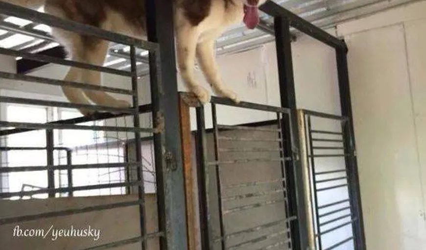 Un husky siberian a orchestrat „marea evadare”. A eliberat pe furiş toţi câinii dintr-un adăpost VIDEO