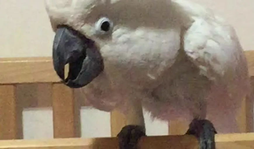 Papagalul care latră, noua senzaţie a Internetului – VIDEO