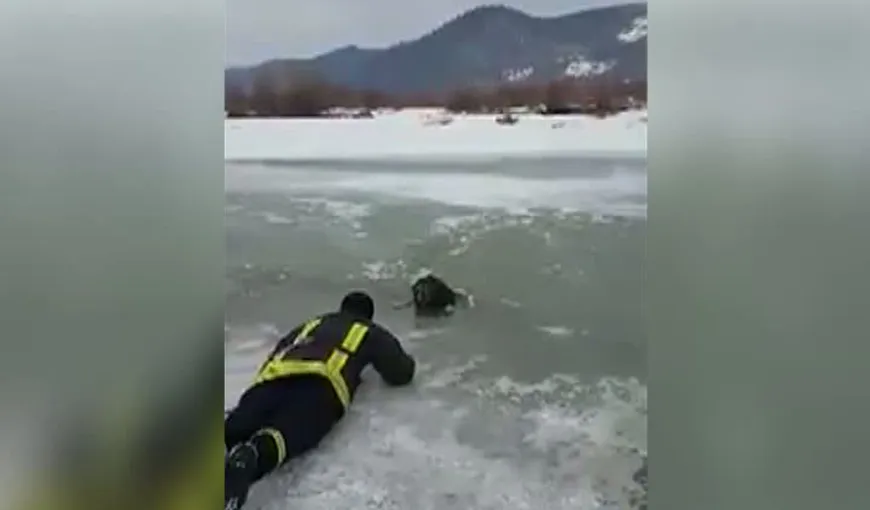 Operaţiune emoţionantă de salvare, câine scos dintre sloiuri. Un pompier s-a târât pe gheaţă VIDEO