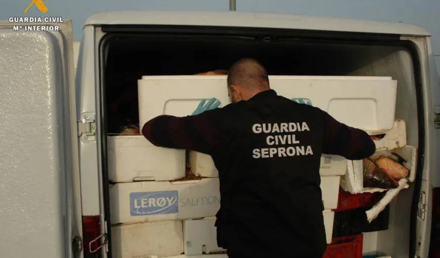 Peşte stricat din Spania, trimis la consum în România. Aproape două tone de crap au fost confiscate din duba unui român