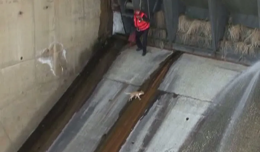 Pisică blocată pe baraj, salvată de pompieri în ultimul moment VIDEO