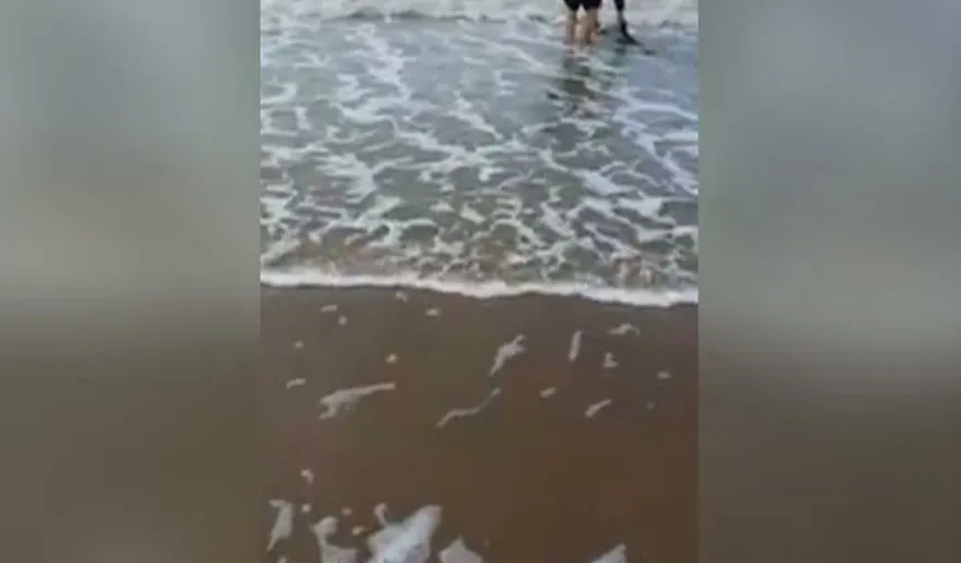 Scene emoţionante la Constanţa. Un bărbat a intrat în apa rece pentru a salva un pui de delfin VIDEO