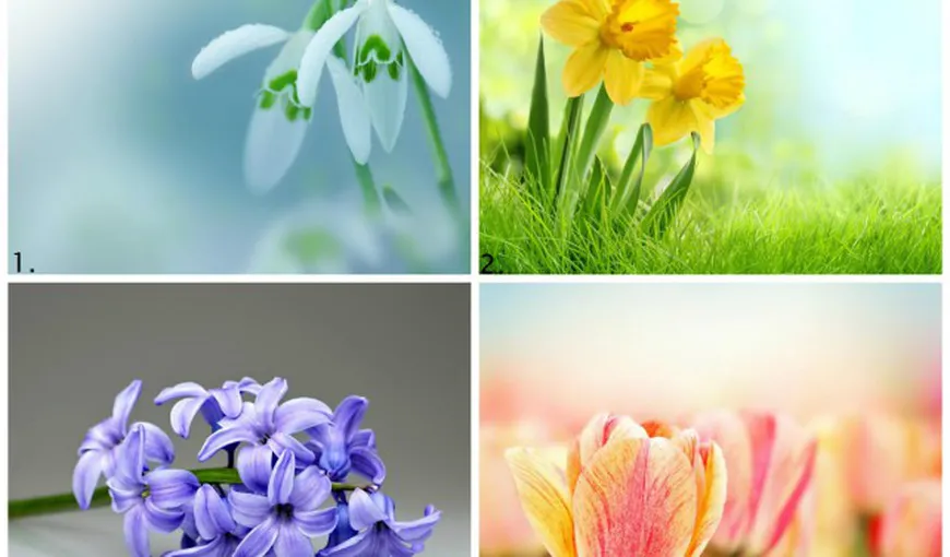 Testul primăverii: alege o floare şi vezi cum va fi primăvara ta