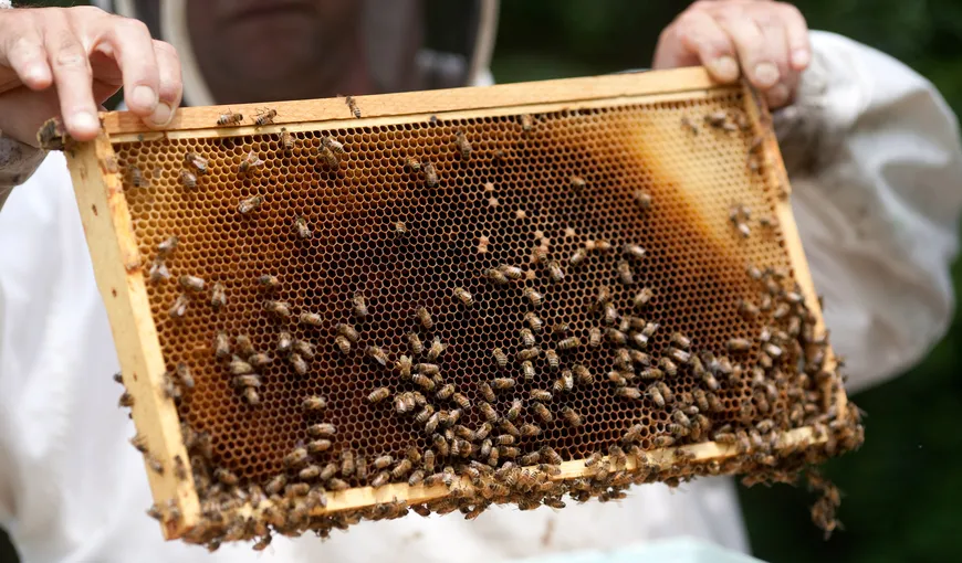 Excluderea albinei ca specie din noua Lege a zootehniei va aduce mari prejudicii apiculturii, avertizează crescătorii
