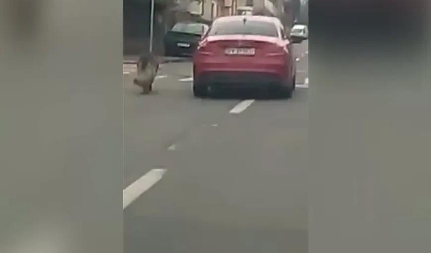 Imagini şocante, surprinse pe o stradă din Braşov. Un câine, târât de stăpâna lui pentru că nu a vrut să se urce în maşină