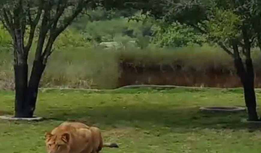 Un leu s-a repezit să atace un grup de turişti, în Mexic. A „uitat” însă un detaliu care îi putea fi fatal VIDEO