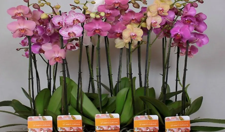 7 sfaturi preţioase pentru îngrijirea orhideei