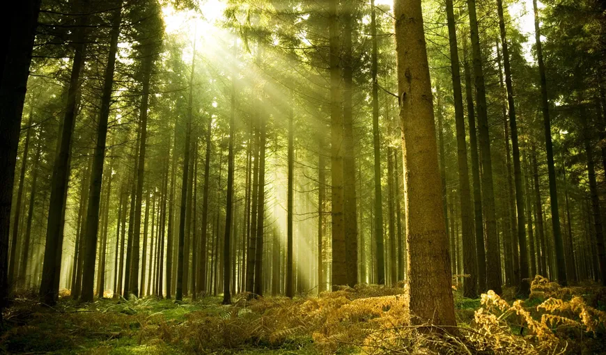 Ministerul Apelor şi Pădurilor: Încep demersurile pentru preluarea în pază a tuturor pădurilor nepăzite