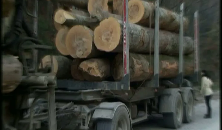 Om de afaceri condamnat la şase ani de închisoare pentru zeci de hectare de pădure tăiate ilegal