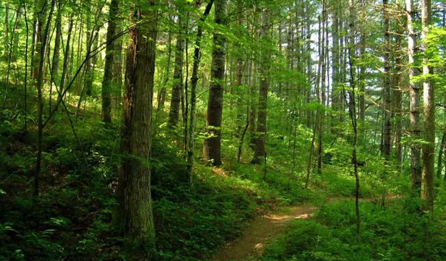 INS: Suprafaţa pădurilor din România în 2016 a rămas la acelaşi nivel cu cea din 2015