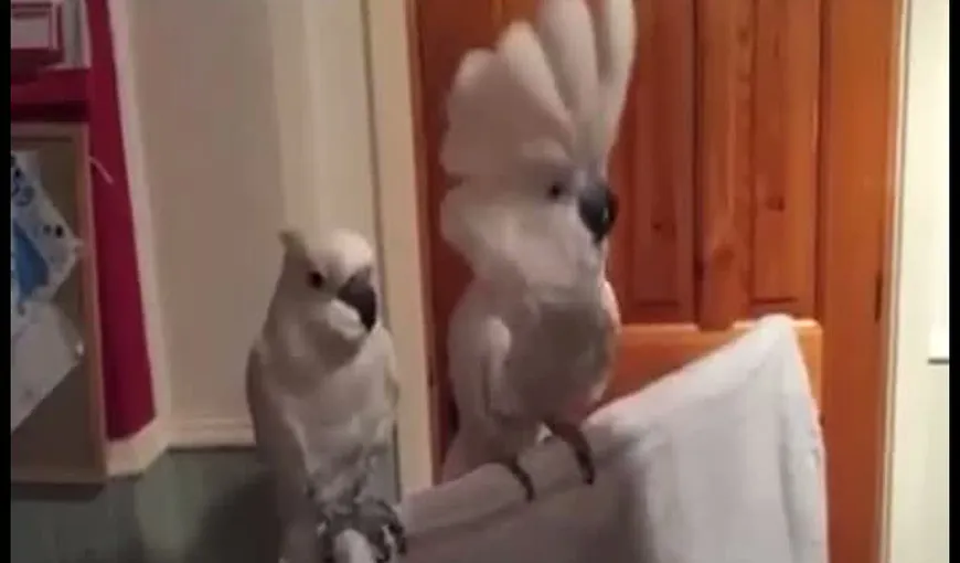 Imagini de senzaţie cu papagali care dansează VIDEO