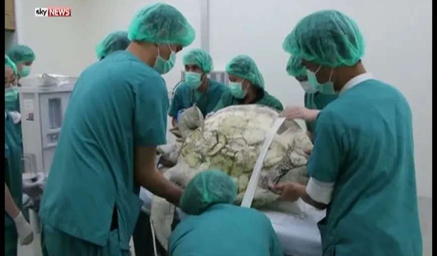 Ţestoasă operată de urgenţă de o echipă de medici. Ce au găsit doctorii în stomacul ei nu s-a mai pomenit VIDEO