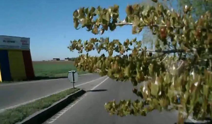 INCREDIBIL. Un copac s-a prăbuşit peste o maşină în mers VIDEO