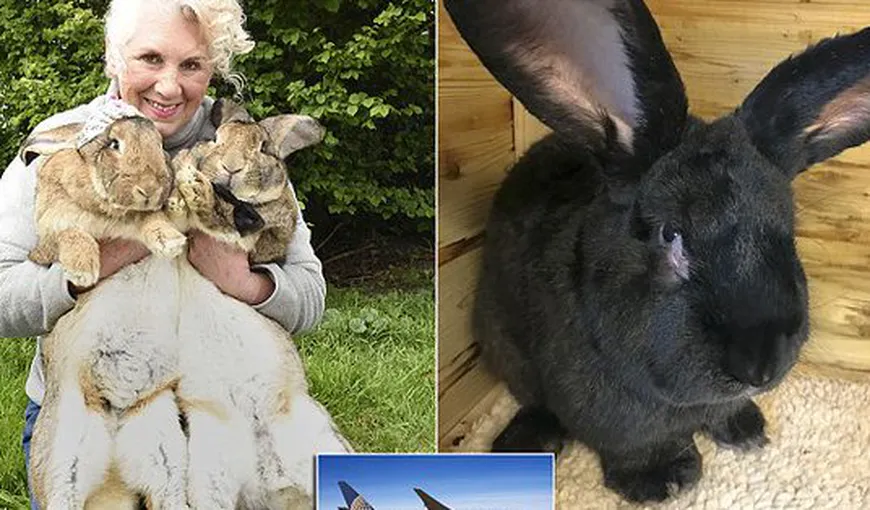 Un nou scandal cu United Airlines. Un iepure uriaş a fost găsit mort în cala avionului