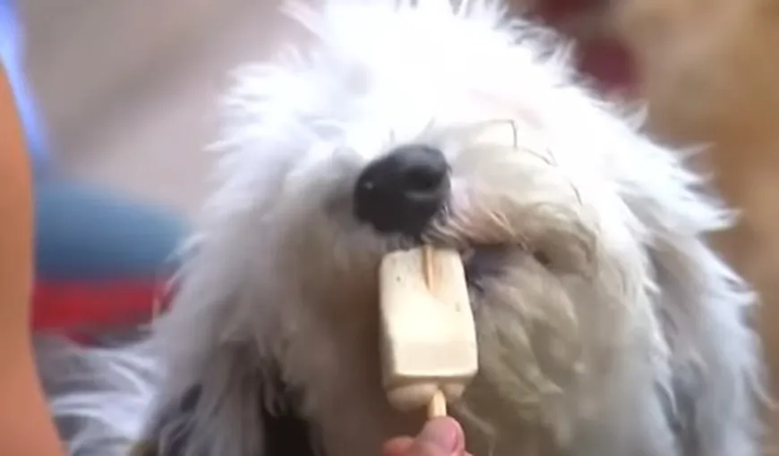 Un magazin dedicat câinilor care iubesc îngheţata, deschis în Ciudad de Mexico VIDEO
