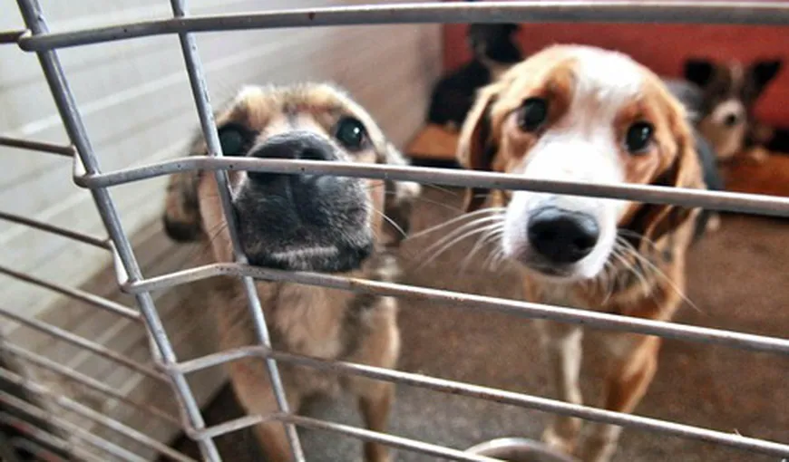Medicii veterinari care supravegheau eutanasierea câinilor fără stăpân, ameninţaţi de iubitorii de animale