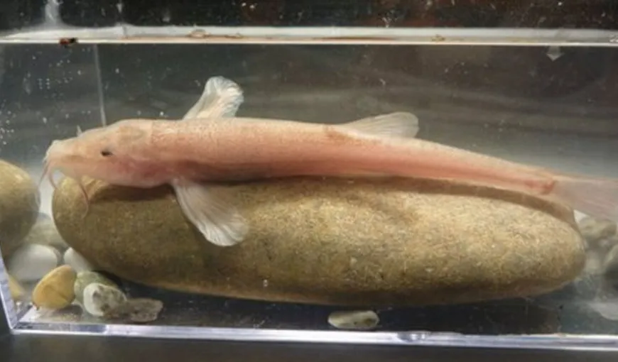 A fost descoperit primul peşte de peşteră din Europa. Este roz şi nu are solzi