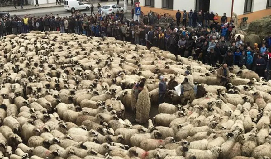 Protest cu mii de oi în faţa primăriei VIDEO