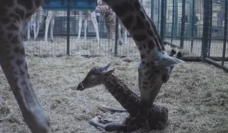 Un videoclip cu naşterea unui pui de girafă Rothschild, viral pe Internet