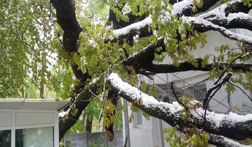 Vântul puternic face ravagii. Un copac a căzut peste clădirea farmaciei Spitalului din Câmpina