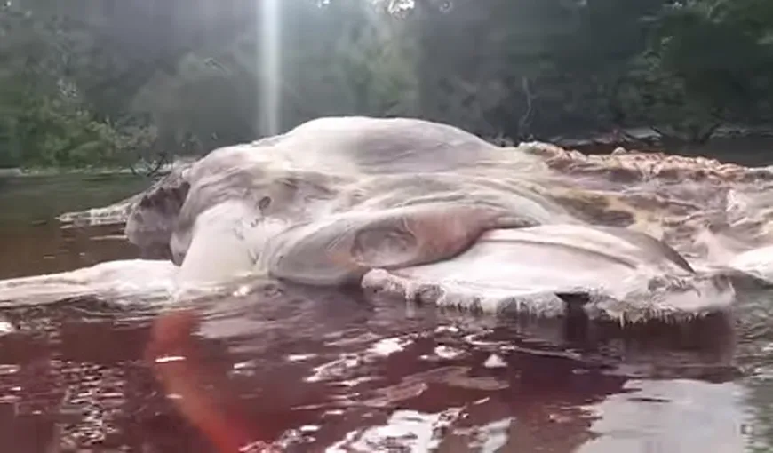 Rămăşiţele unei creaturi gigantice neidentificate, aduse de apă pe o plajă din Indonezia VIDEO