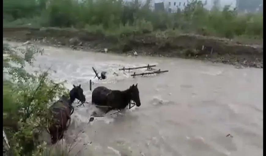 Inundaţiile fac prăpăd în ţară. Două căruţe cu patru cai, luate de ape în Prahova VIDEO