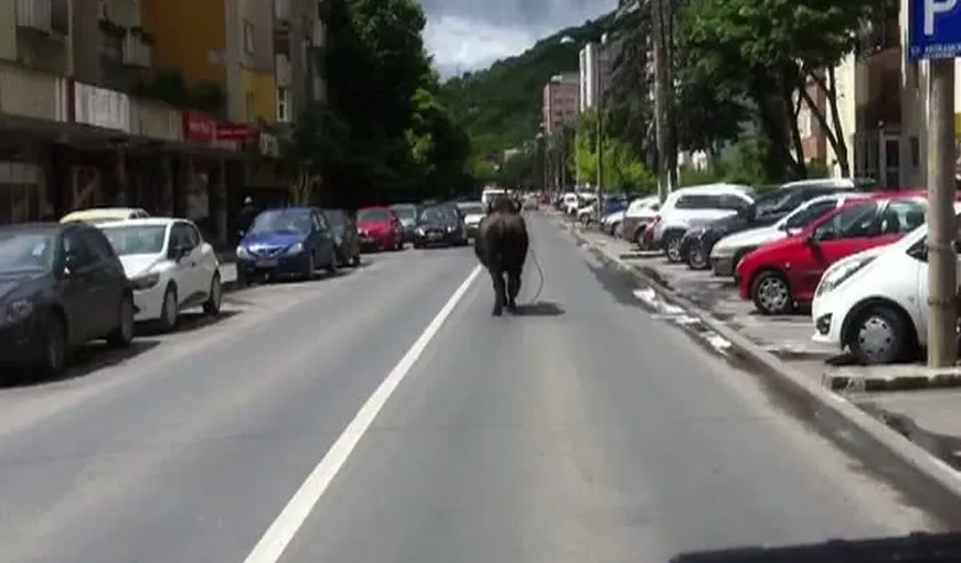 Panică la Cluj. Un bivol a fost filmat în timp ce alerga printre oameni şi maşini VIDEO