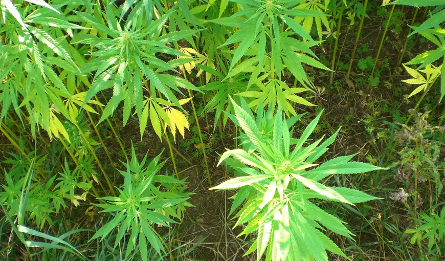 Patru persoane care aveau o cultură de cannabis într-o locuinţă din judeţul Constanţa, condamnate pentru trafic de droguri