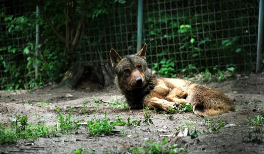 Lup crescut în captivitate, găsit pe aleile Parcului „Nicolae Romanescu” din Craiova