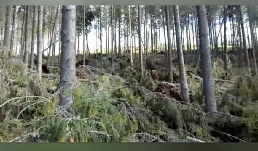 Decizie şoc în dosarul hoţilor care înscenau dezastre pentru a tăia copacii: Magistraţii refuză să judece dosarul mafiei pădurilor