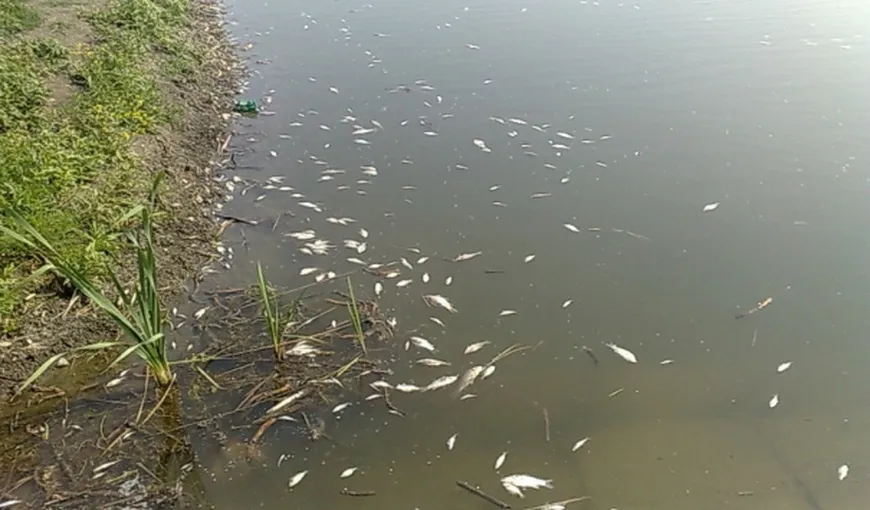 Zeci de peşti au fost găsiţi morţi în râul Olt. DSVSA şi DSP au recoltat probe