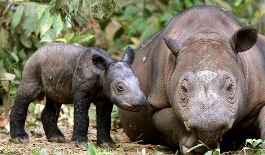 Rinocerul de Sumatra: cel mai mic dintre rinoceri, foarte aproape de dispariţie