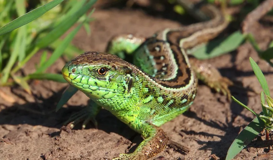 Cercetătorii UBB au descoperit o nouă familie de reptile mezozoice din Transilvania