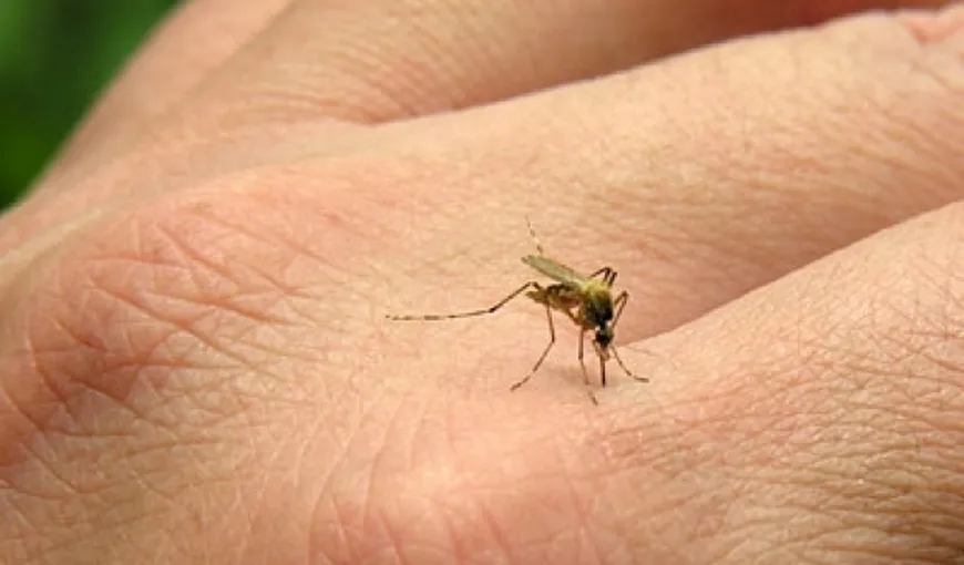 De ce unele persoane sunt muşcate mai des de ţânţari. Iată ce spun oamenii de ştiinţă