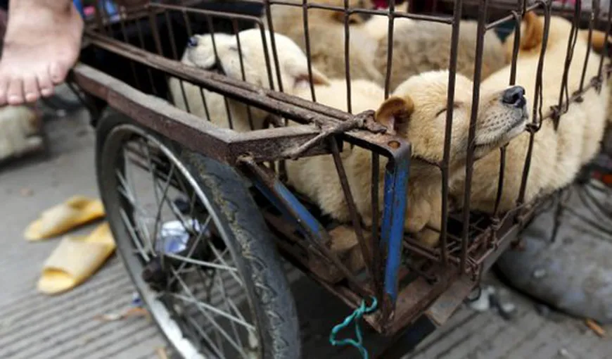 Carnea de câine, interzisă în premieră la Festivalul de la Yulin. Anual, în China, sunt ucişi pentru consum 10 milioane de câini