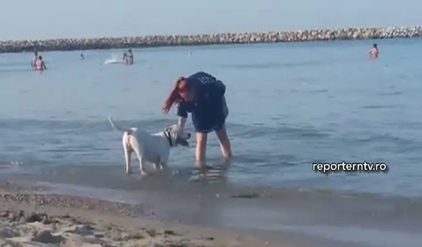 Imagini uluitoare pe plajă, la Constanţa. Câine de luptă plimbat pe plajă, printre turişti VIDEO