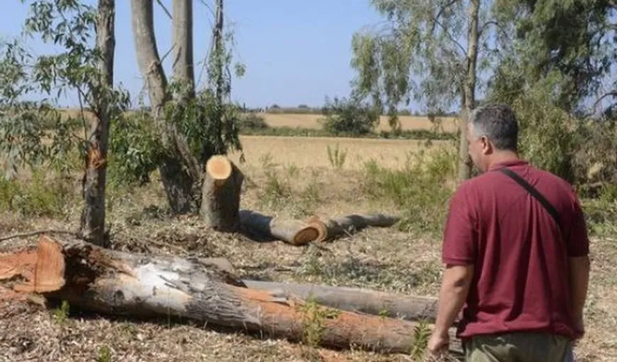 Român mort la muncă în Italia. A fost strivit de copacul pe care îl tăia