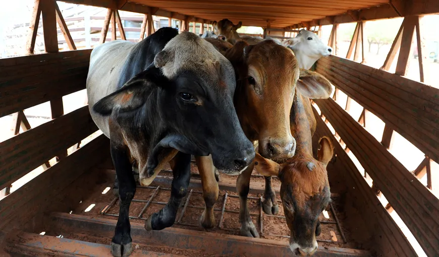 Israelul a sistat importul de vite şi oi din România. S-au constatat deficienţe de ordin veterinar