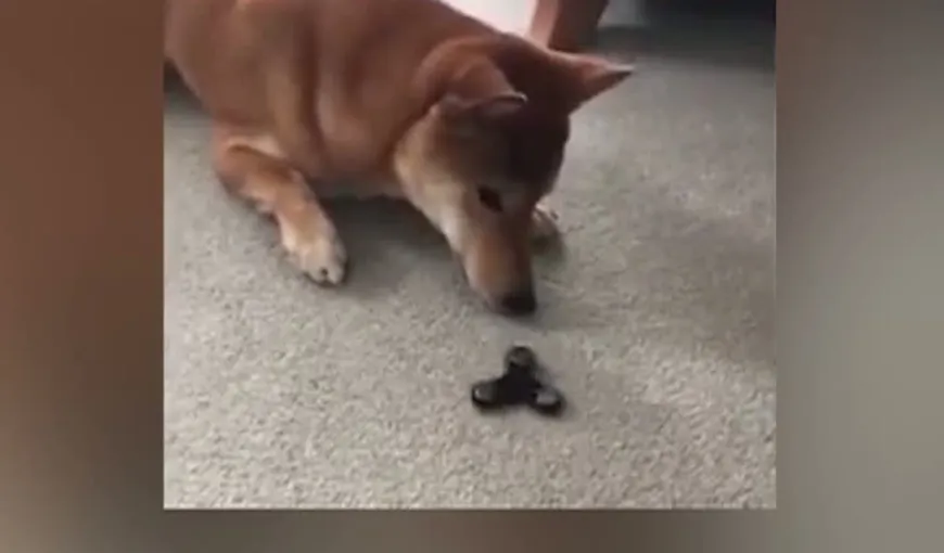 Câinele fascinat de o jucărie anti-stres VIDEO