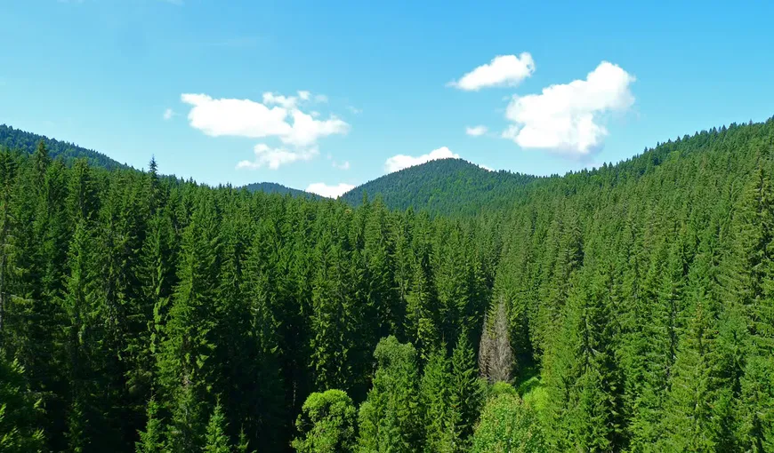CCR: Restituirea terenurilor forestiere aparţinând domeniului public, numai după trecerea în domeniul privat al statului