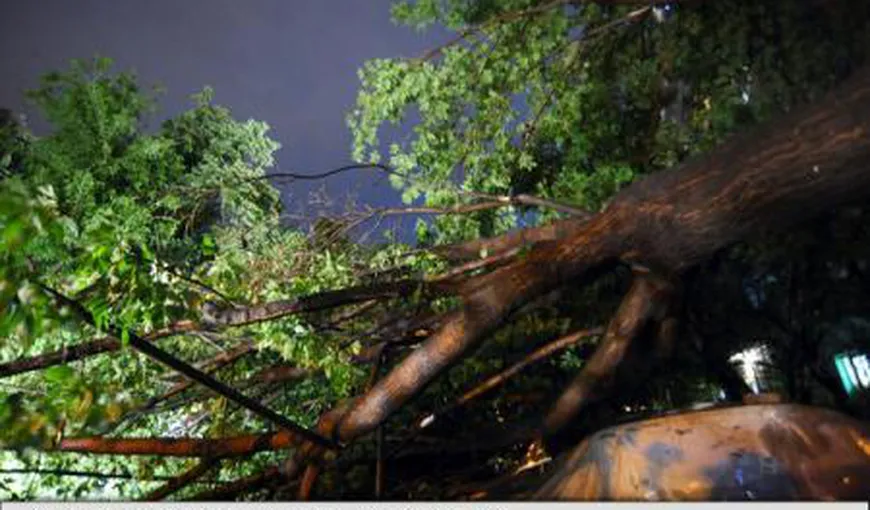 Ploaia şi vijelia au rupt copaci pe DN 5, la Adunaţii Copăceni, iar carosabilul pe DN 6, la Buda, a fost inundat