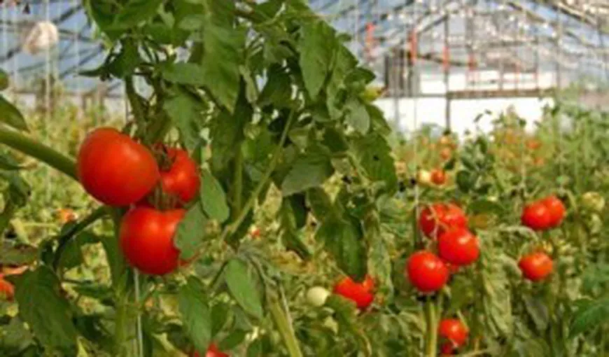 Atenţie la roşiile colorate artificial! Producătorii au accelerat creşterea legumelor pentru a lua banii de la Guvern