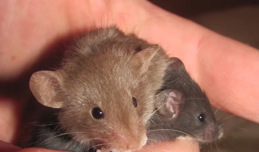 Cum să scapi de şoareci fără să-i omori. 3 paşi simpli