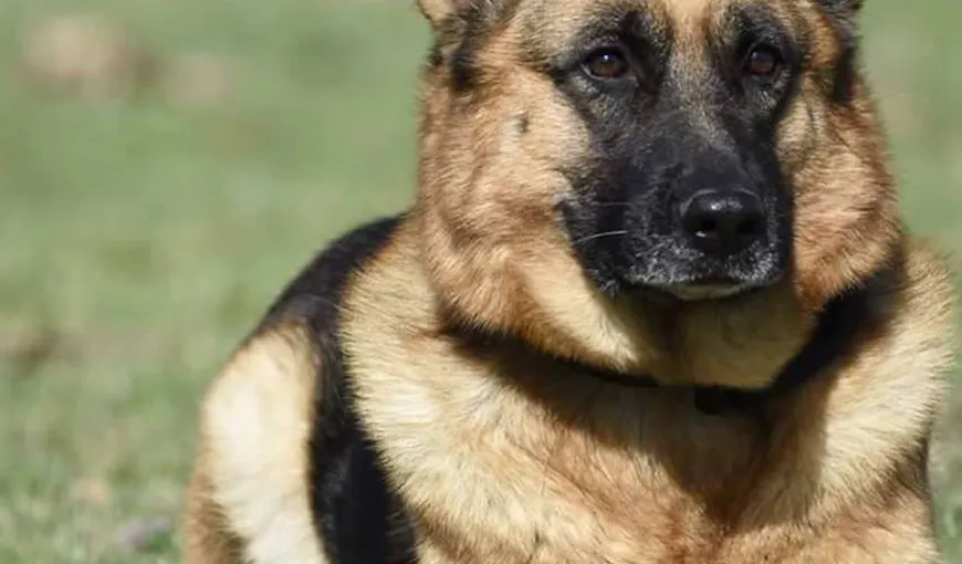 Câine scos la licitaţie de Inspectoratul pentru Situaţii de Urgenţă Vaslui. Preţul porneşte de la 1.900 de lei