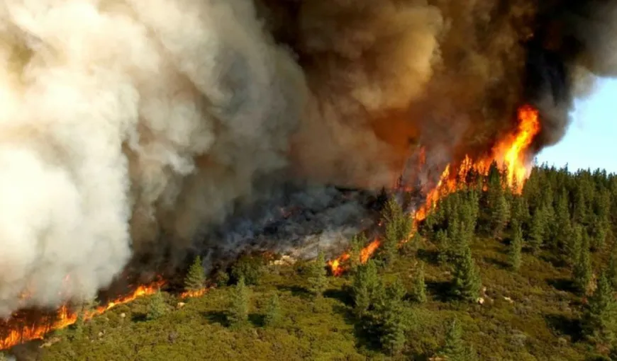 Incendii de pădure în California: Mii de persoane au fost evacuate