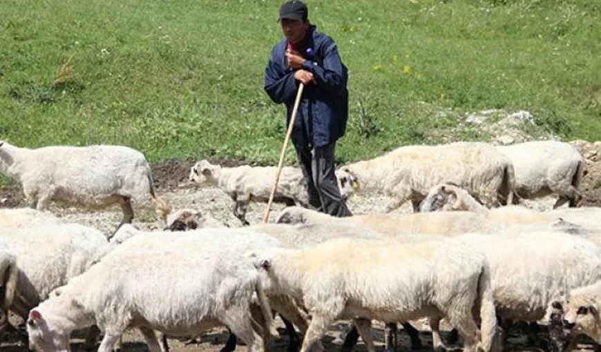 Un nou ajutor financiar pentru fermieri. Subvenţia pentru crescătorii de oi care valorifică lâna animalelor va fi dublată anul viitor